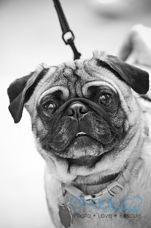 Pugapalooza2010-82