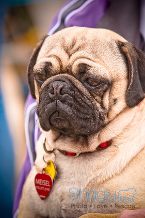 Pugapalooza2010-33