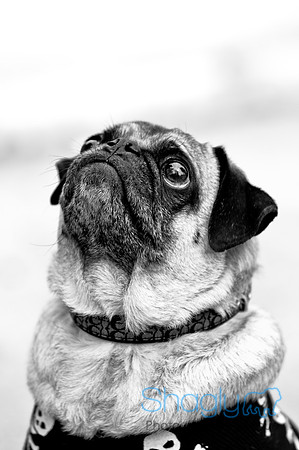 Pugapalooza2010-126