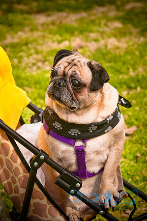 Pugapalooza2010-222