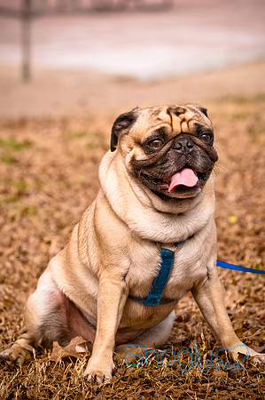 Pugapalooza2010-263