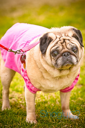 Pugapalooza2010-23