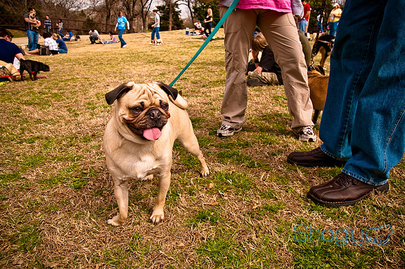 Pugapalooza2010-193