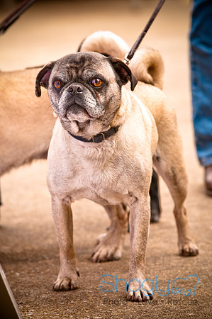 Pugapalooza2010-61