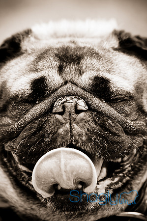Pugapalooza2010-6