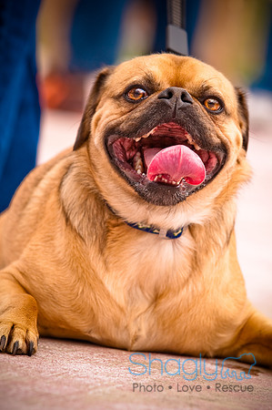 Pugapalooza2010-112