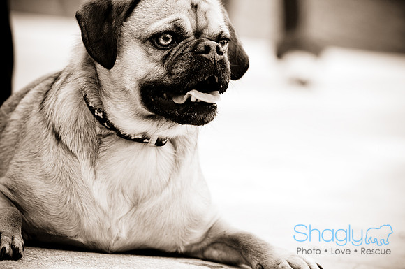 Pugapalooza2010-115