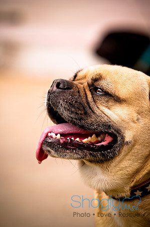 Pugapalooza2010-151