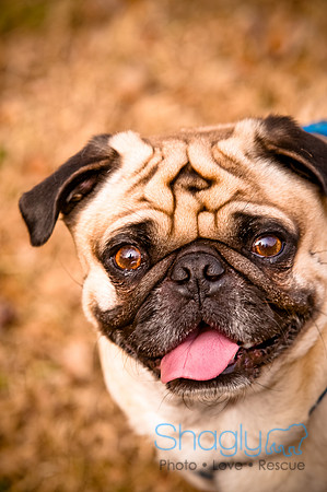Pugapalooza2010-264