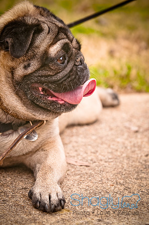 Pugapalooza2010-8