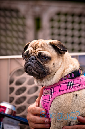 Pugapalooza2010-266