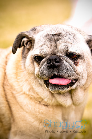 Pugapalooza2010-30