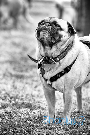 Pugapalooza2010-95