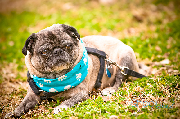 Pugapalooza2010-134