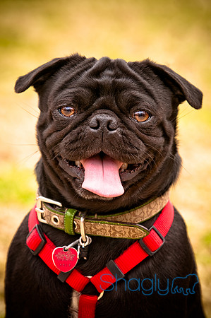 Pugapalooza2010-102