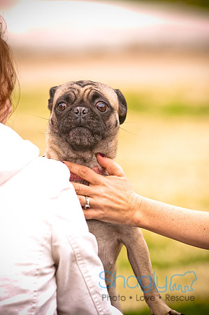 Pugapalooza2010-26