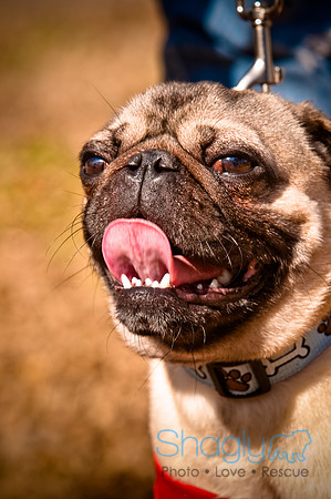 Pugapalooza2010-231
