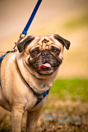 Pugapalooza2010-255