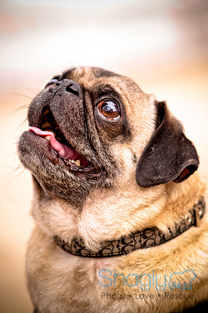 Pugapalooza2010-128