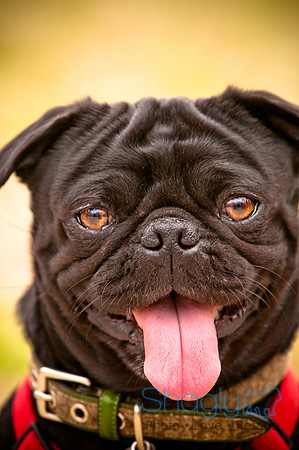 Pugapalooza2010-104