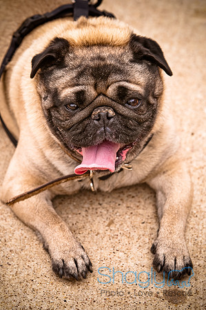 Pugapalooza2010-107