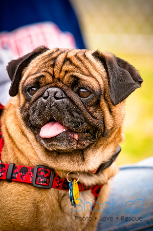 Pugapalooza2010-57