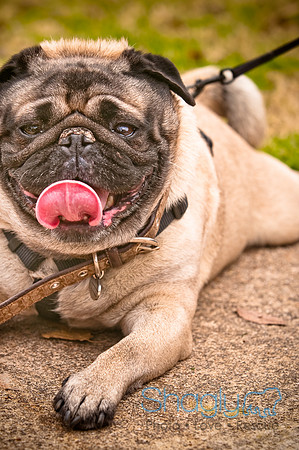 Pugapalooza2010-3