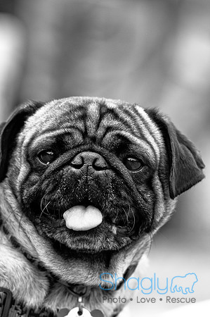 Pugapalooza2010-58