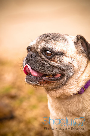 Pugapalooza2010-40