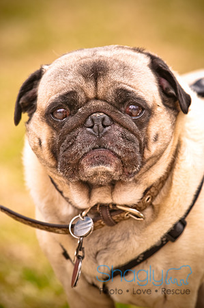 Pugapalooza2010-101