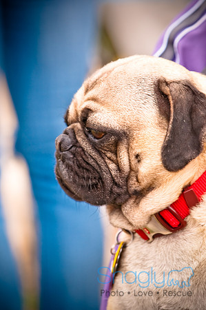 Pugapalooza2010-34