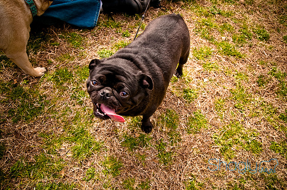 Pugapalooza2010-190
