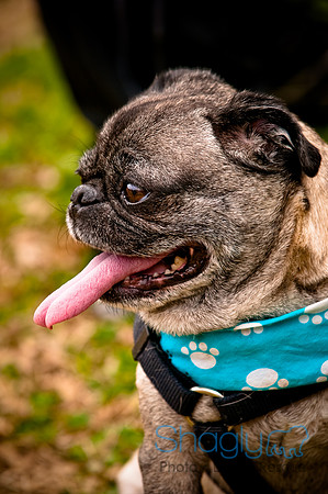 Pugapalooza2010-120