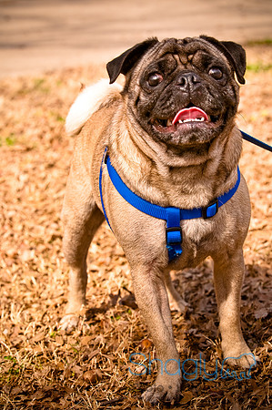 Pugapalooza2010-241