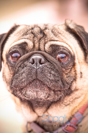Pugapalooza2010-83