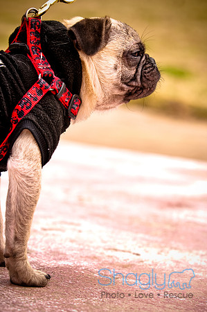 Pugapalooza2010-146