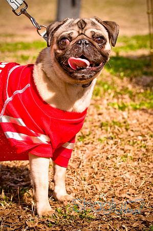 Pugapalooza2010-237