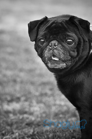 Pugapalooza2010-19