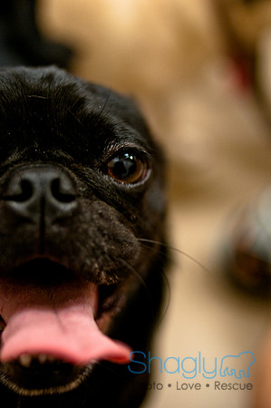 Pug Meetup Party-31
