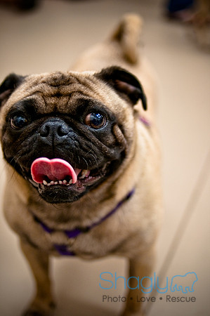 Pug Meetup Party-32