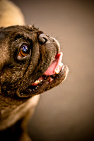 Pug Meetup Party-12