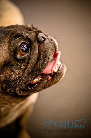 Pug Meetup Party-12