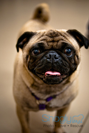 Pug Meetup Party-37