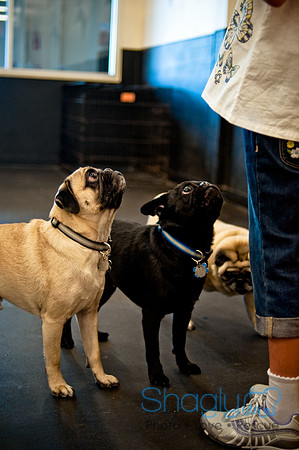 Pug Meetup Party-23