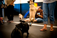 Pug Meetup Party-15
