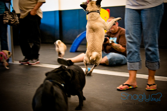 Pug Meetup Party-15