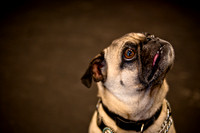 Pug Meetup Party-3