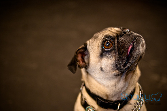 Pug Meetup Party-3