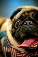 Pug Meetup Party-9