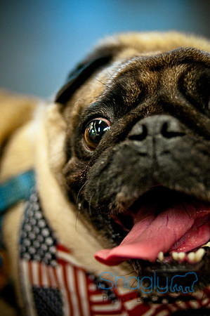 Pug Meetup Party-9